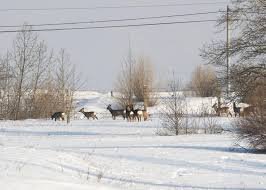 Gazelles migrate through residential areas due to zud